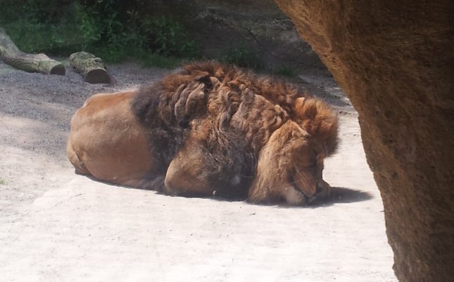 löwe.jpg
