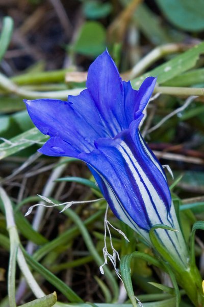 Gentian.jpg