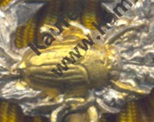 жуки.jpg