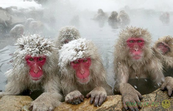 1358401768_japanes_monkeys19.jpg