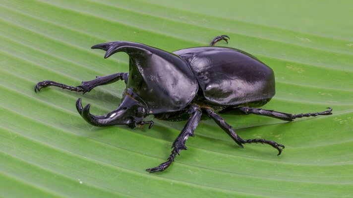 Xylotrupes_socrates_(Siamese_rhinoceros_beetle).jpg