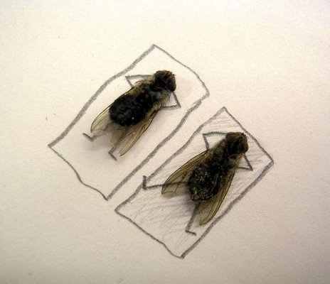 humor_with_dead_flies03.jpg