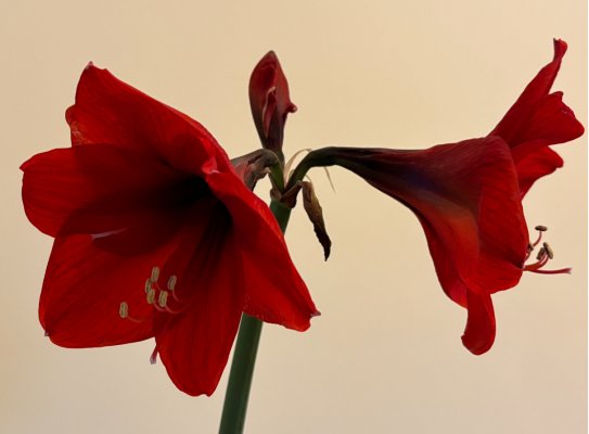IMG_8806.jpeg