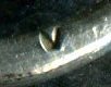 img487.jpg