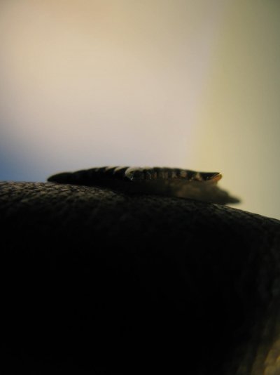 IMG_0788.JPG