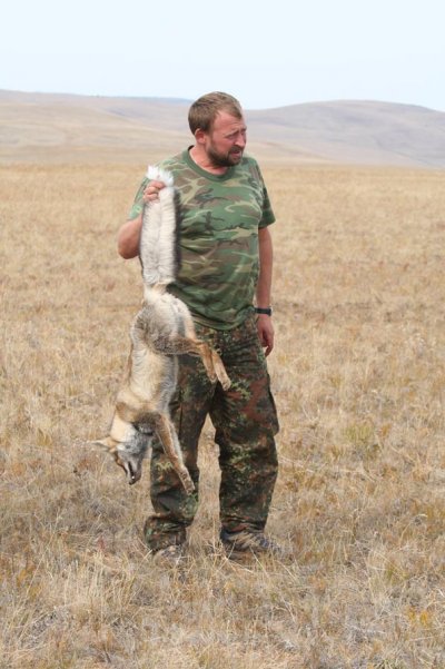 лис.jpg