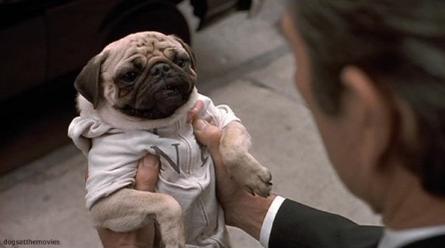 pug-in-men-in-black.jpg